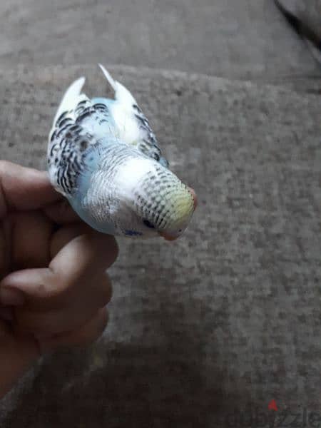 tamed budgies urgent for sale. . 1