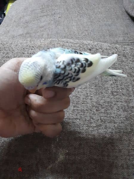 tamed budgies urgent for sale. . 2