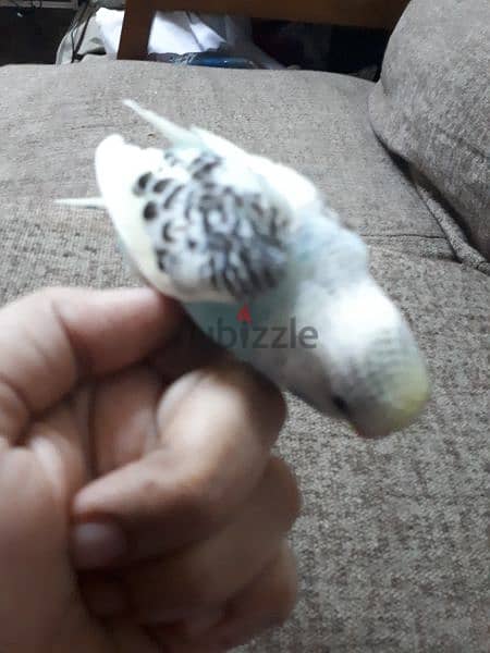 tamed budgies urgent for sale. . 3