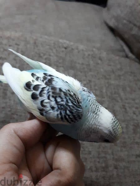 tamed budgies urgent for sale. . 4