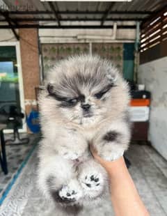 pomeranian