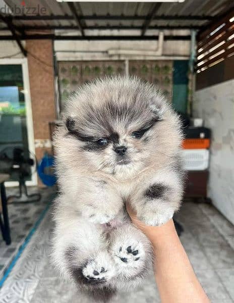 pomeranian teddy face بومرينين تيدي فيس 0