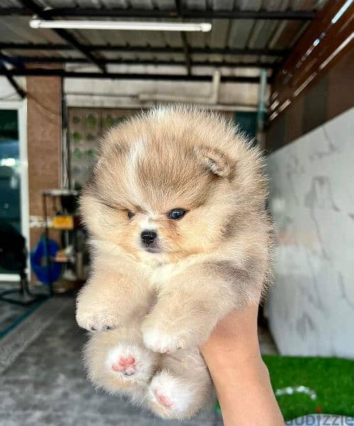 pomeranian teddy face بومرينين تيدي فيس 1