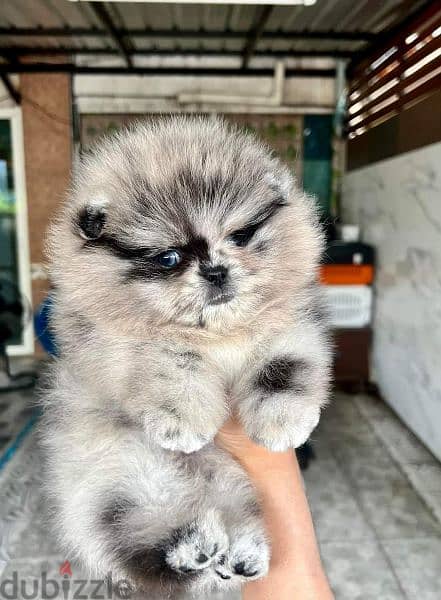 pomeranian teddy face بومرينين تيدي فيس 2