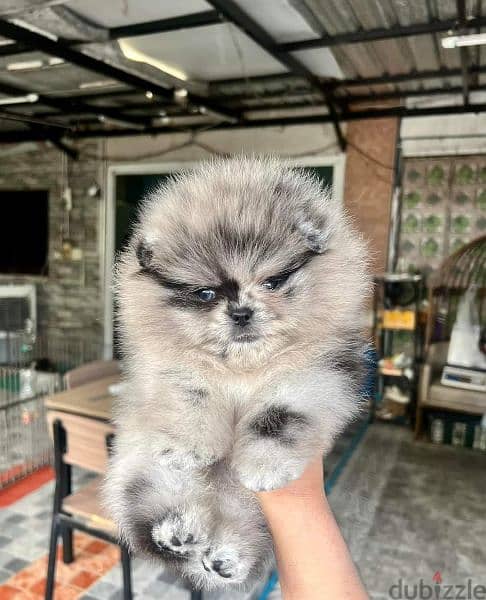 pomeranian teddy face بومرينين تيدي فيس 3