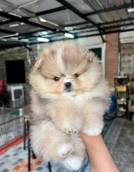 pomeranian teddy face بومرينين تيدي فيس 5