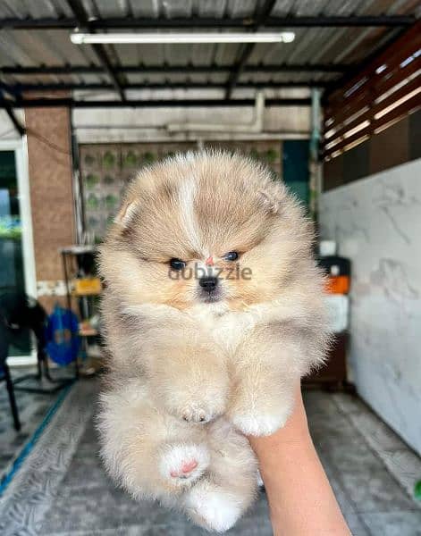 pomeranian teddy face بومرينين تيدي فيس 6