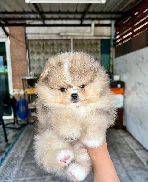 pomeranian teddy face بومرينين تيدي فيس 7