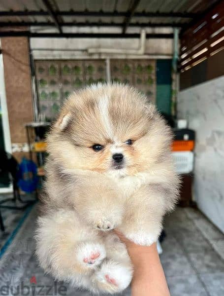 pomeranian teddy face بومرينين تيدي فيس 8