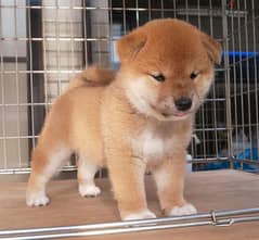 shiba inu puppies for sale  +973 3406 7659 0