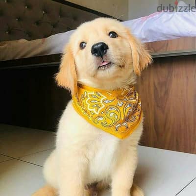 golden retriever puppies for sale+973 3406 7659