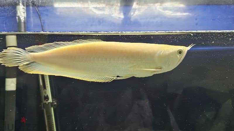 Arowana fish 15inch golden color 1