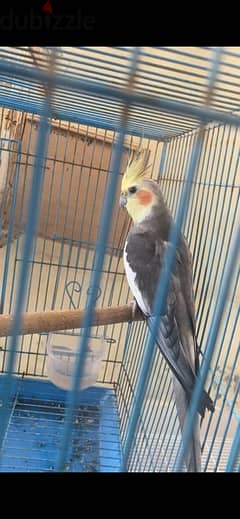 cocktail male for sale