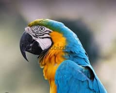 macaw argent sale 36000513