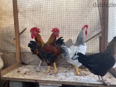 Breeding French Rooster and Cochin Dwarf Chickens with baby 0