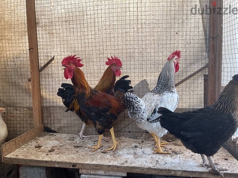 Breeding French Rooster and Cochin Dwarf Chickens with baby 0