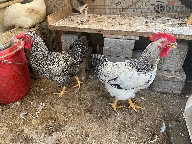 Breeding French Rooster and Cochin Dwarf Chickens with baby 2