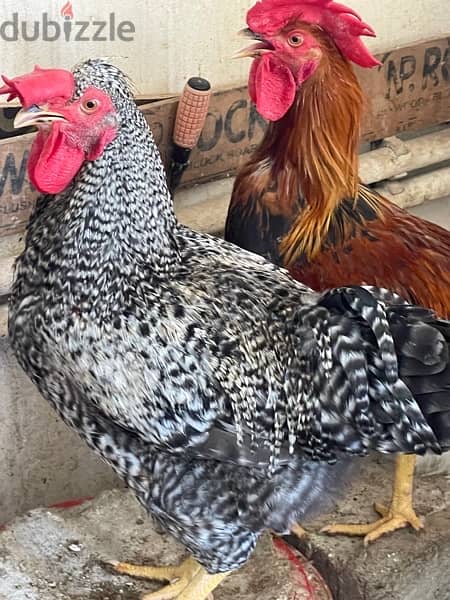 Breeding French Rooster and Cochin Dwarf Chickens with baby 3