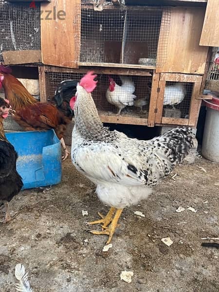 Breeding French Rooster and Cochin Dwarf Chickens with baby 4