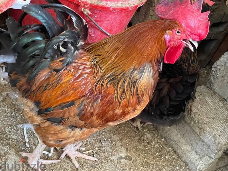 Breeding French Rooster and Cochin Dwarf Chickens with baby 5