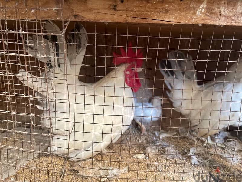 Breeding French Rooster and Cochin Dwarf Chickens with baby 6