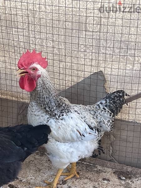 Breeding French Rooster and Cochin Dwarf Chickens with baby 7