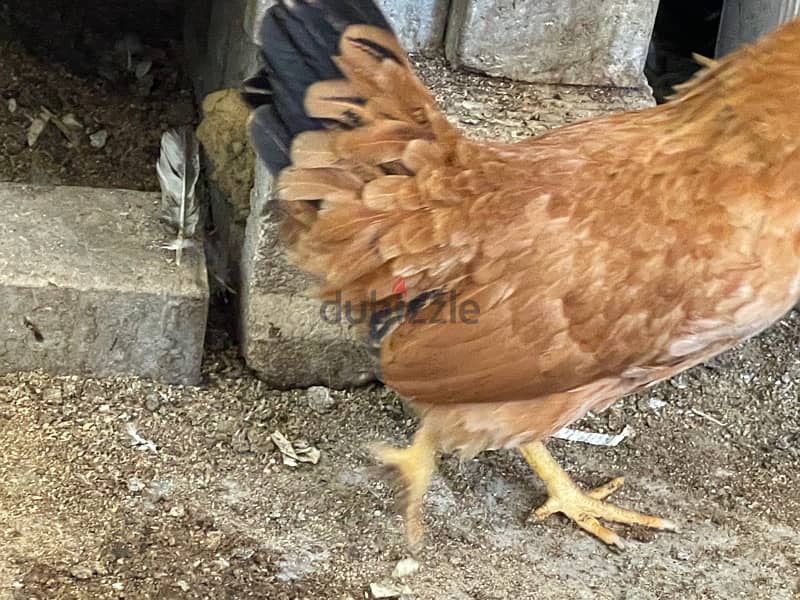 Breeding French Rooster and Cochin Dwarf Chickens with baby 8