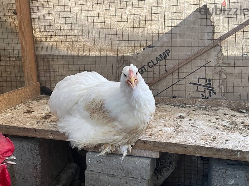 Breeding French Rooster and Cochin Dwarf Chickens with baby 10