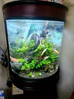 Planted Aquarium for Sale BD70 0