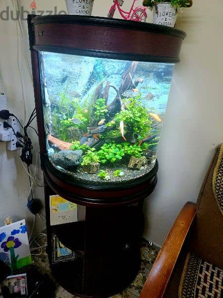 Planted Aquarium for Sale BD70 1