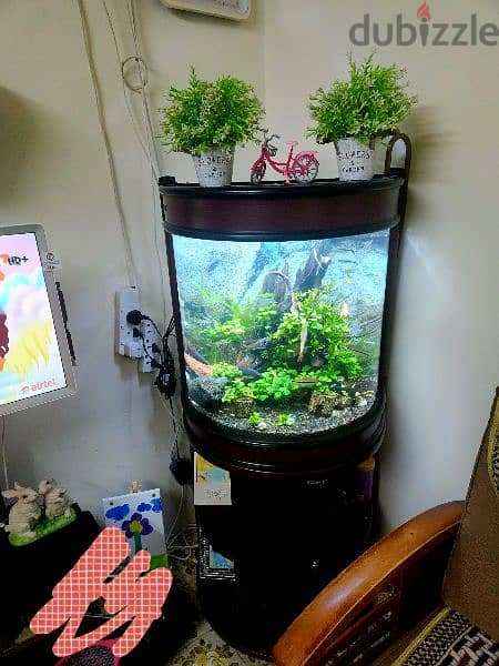 Planted Aquarium for Sale BD70 3