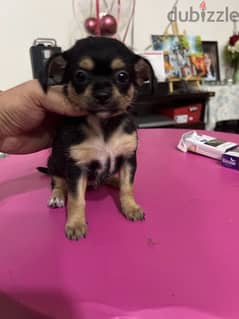 Chihuahua puppy for sale 40bd only Pm me in WhatsApp 36100144 0