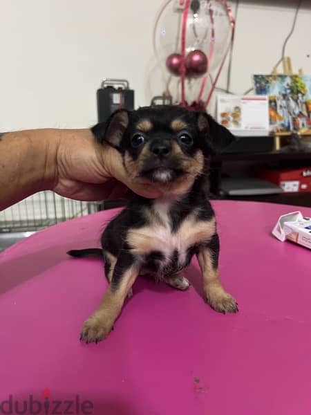 Chihuahua puppy for sale 40bd only Pm me in WhatsApp 36100144 1