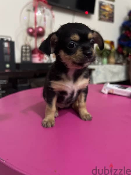 Chihuahua puppy for sale 40bd only Pm me in WhatsApp 36100144 2