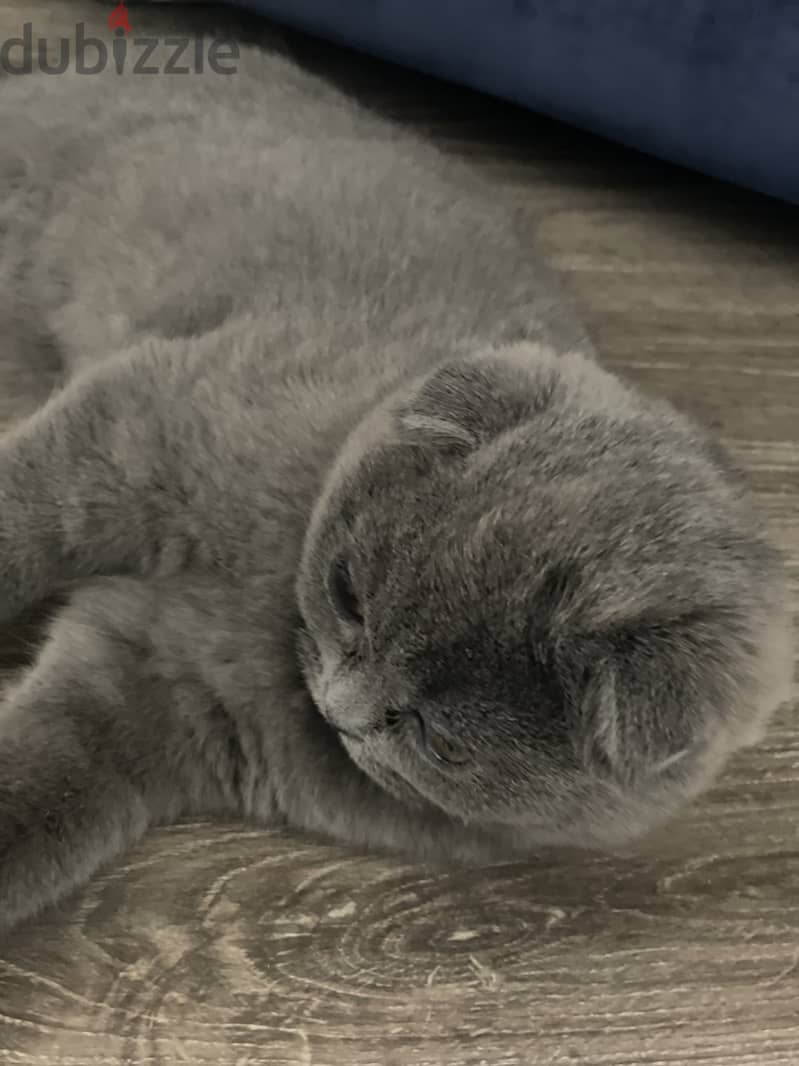 Scottish fold 0