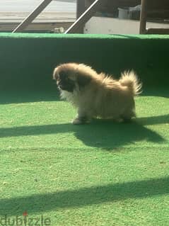 Pekingese