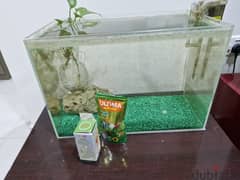 Aquarium with food and filter for 10 bd only