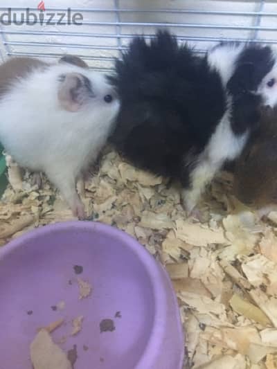 3 hamster for sale