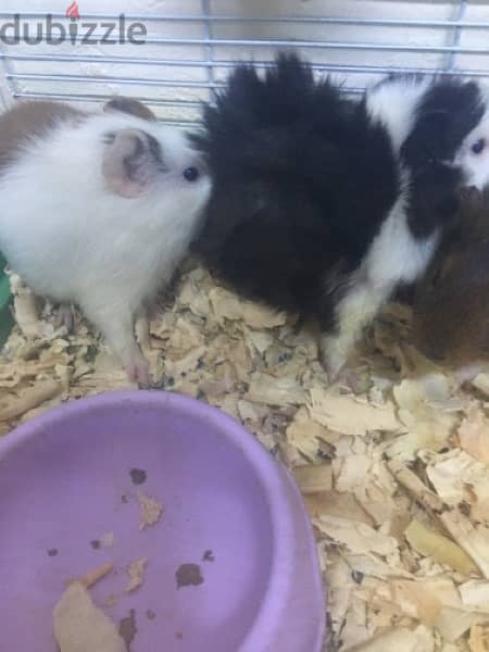 3 hamster for sale 0