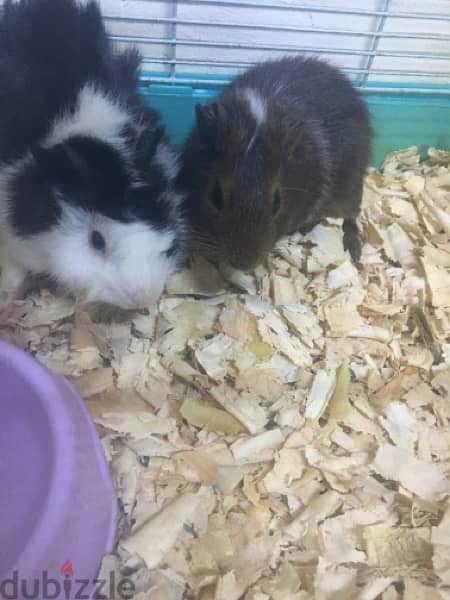 3 hamster for sale 1