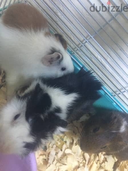 3 hamster for sale 2