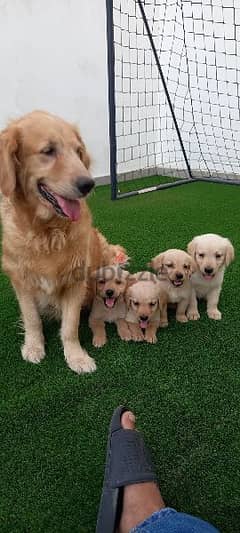 golden retriever puppy's 0