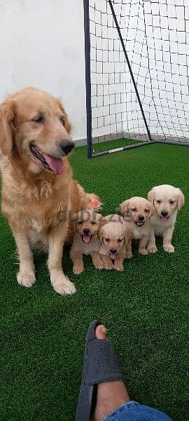 golden retriever puppy's 0