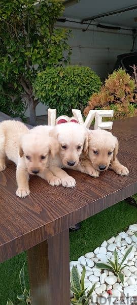 golden retriever puppy's 1