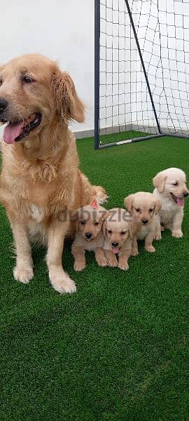 golden retriever puppy's 2