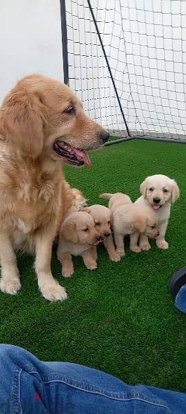 golden retriever puppy's 5