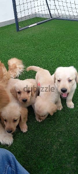 golden retriever puppy's 6