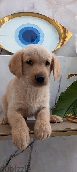 golden retriever puppy's 7