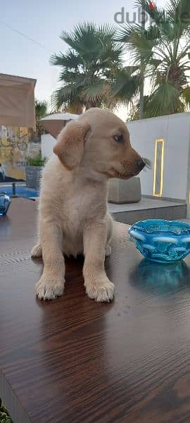 golden retriever puppy's 8