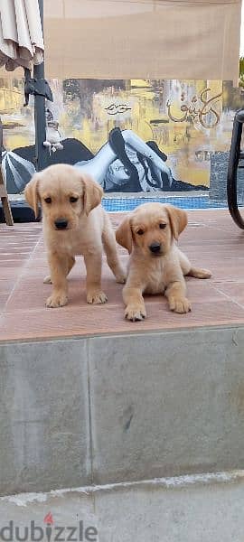 golden retriever puppy's 9